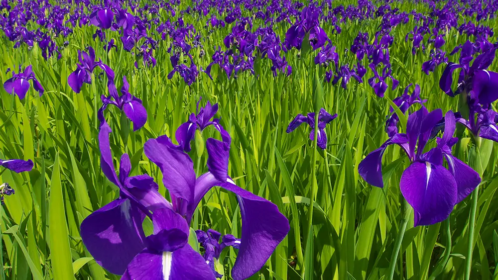 愛知県の花 カキツバタ