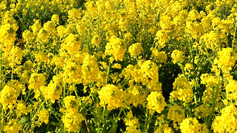 千葉県の花 なのはな