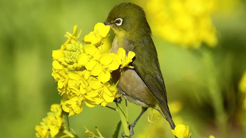 千葉の花 菜の花と鳥