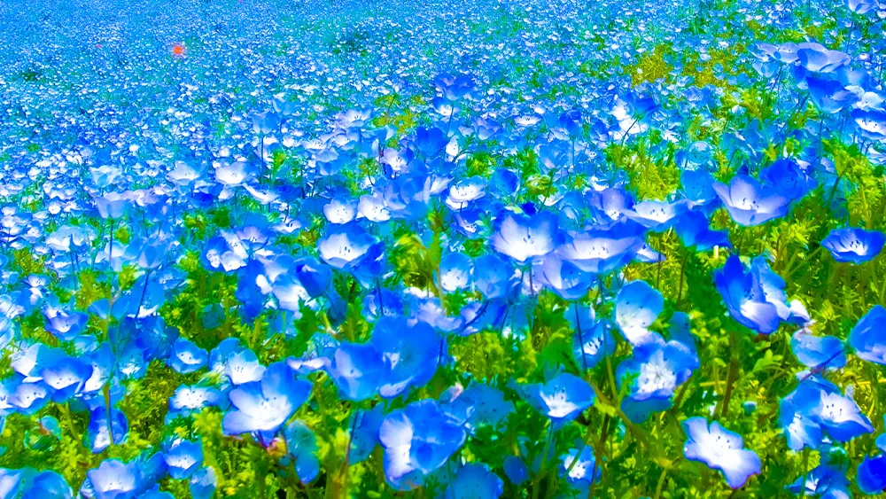茨城県の花 バラ