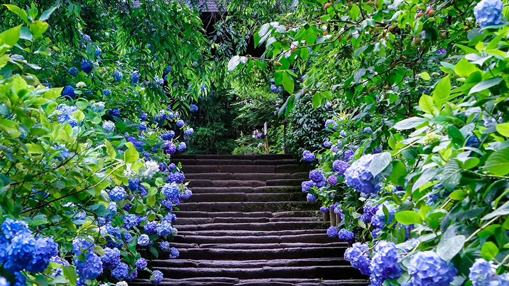 神奈川県 あじさいの寺