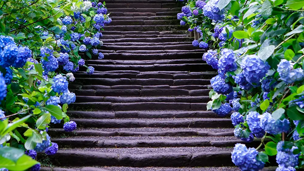 神奈川県 あじさいの寺