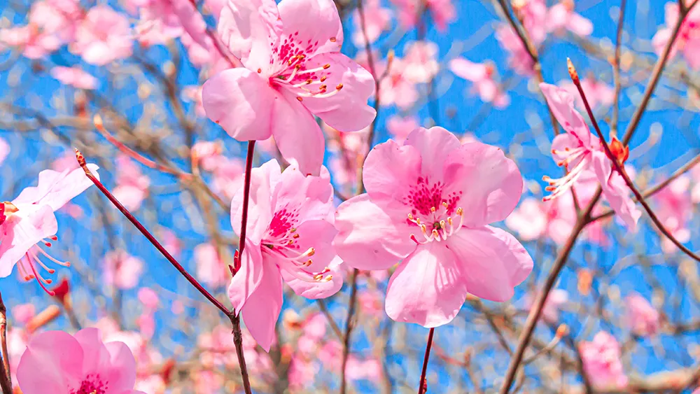 栃木県の花 ヤシオツツジ