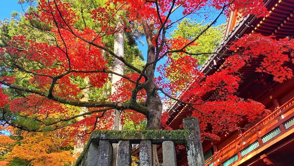 栃木の日光の紅葉