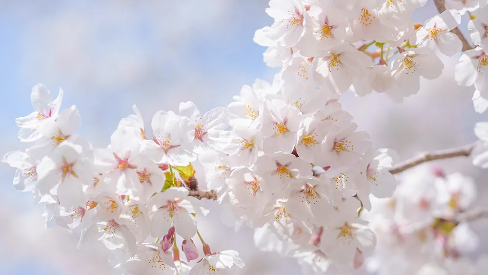 東京都の花 ソメイヨシノ