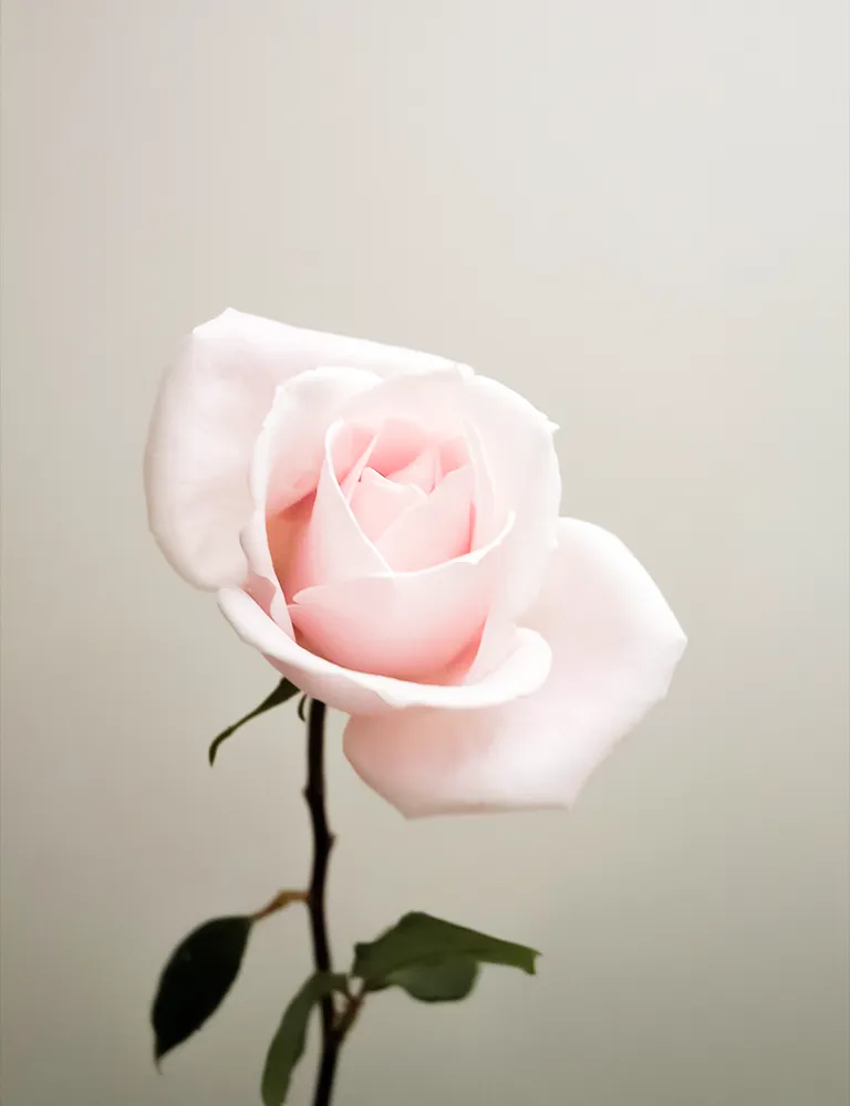 薔薇の花