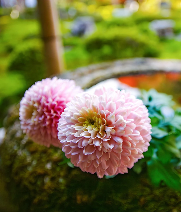 花