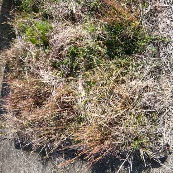 お墓の雑草